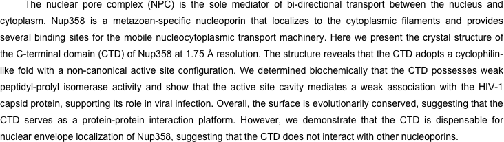 The nuclear pore complex (NPC) is the sole mediator of bi-directional transport between the nucleus and cytoplasm. Nup358 is a metazoan-specific nucleoporin that localizes to the cytoplasmic filaments and provides several binding sites for the mobile nucleocytoplasmic transport machinery. Here we present the crystal structure of the C-terminal domain (CTD) of Nup358 at 1.75 Å resolution. The structure reveals that the CTD adopts a cyclophilin-like fold with a non-canonical active site configuration. We determined biochemically that the CTD possesses weak peptidyl-prolyl isomerase activity and show that the active site cavity mediates a weak association with the HIV-1 capsid protein, supporting its role in viral infection. Overall, the surface is evolutionarily conserved, suggesting that the CTD serves as a protein-protein interaction platform. However, we demonstrate that the CTD is dispensable for nuclear envelope localization of Nup358, suggesting that the CTD does not interact with other nucleoporins.
